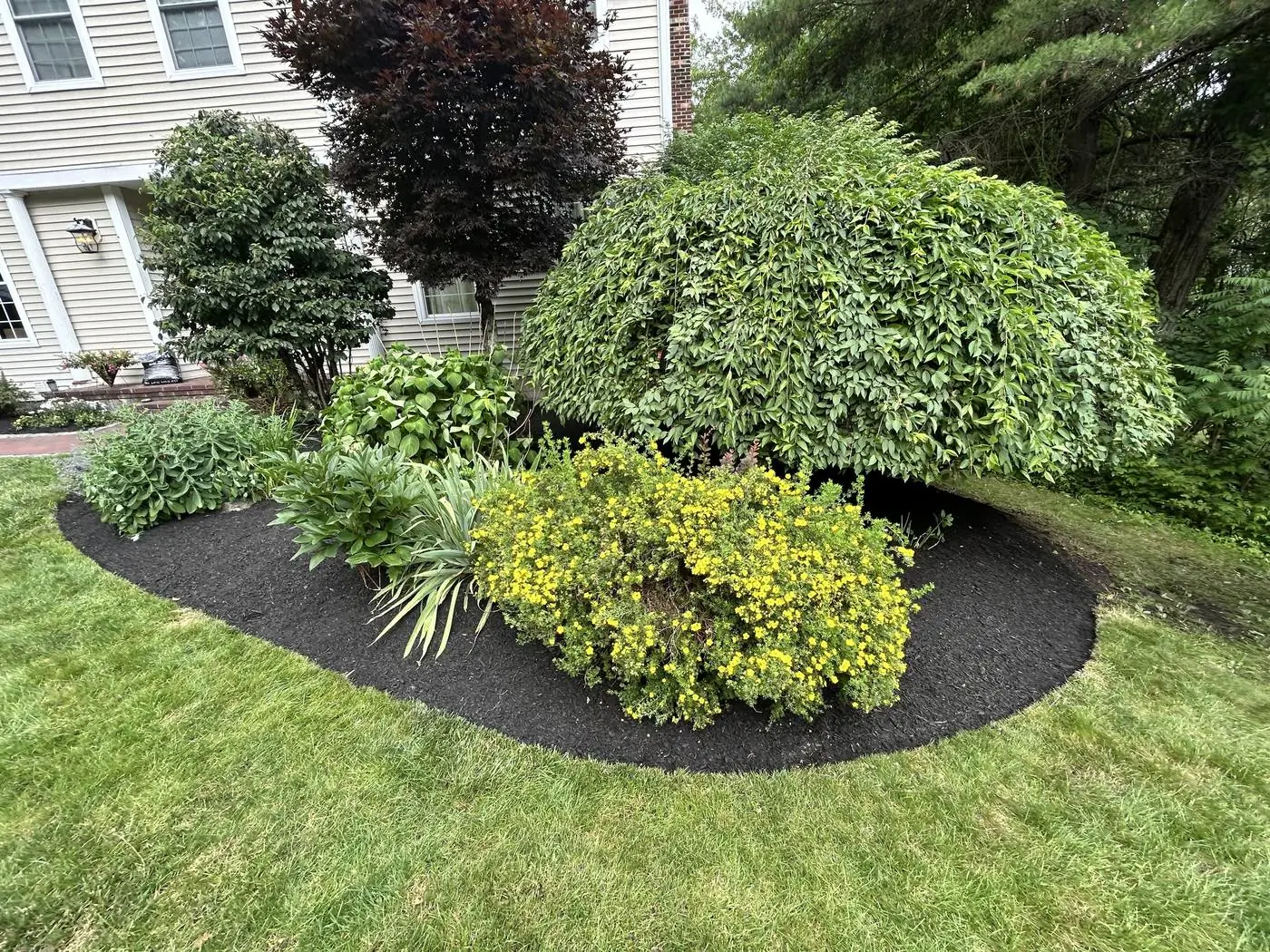 Island bed finished in black mulch