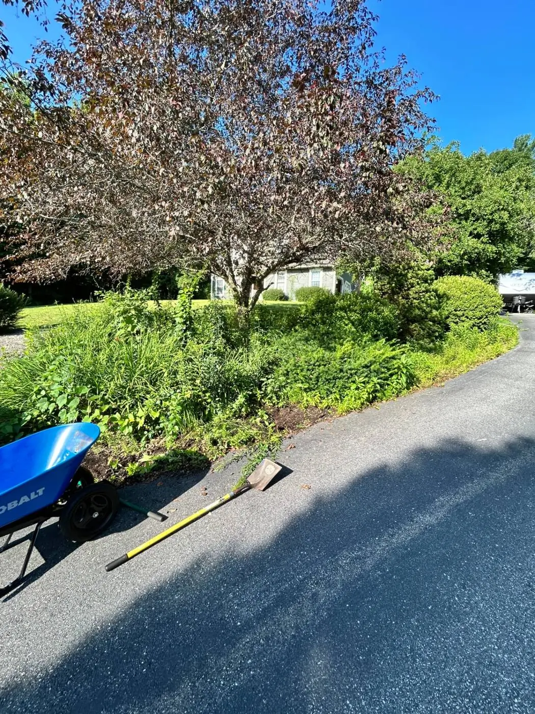 Before: the overgrown driveway border